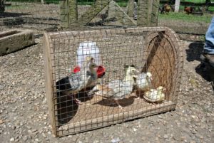 Dawa gathered all the chicks and placed them in a carrier for the short walk to their new home. The tiniest chick on the right is actually a young turkey - it will stay with its friends until it's old enough to roam around with the more mature turkeys in the chicken yard.