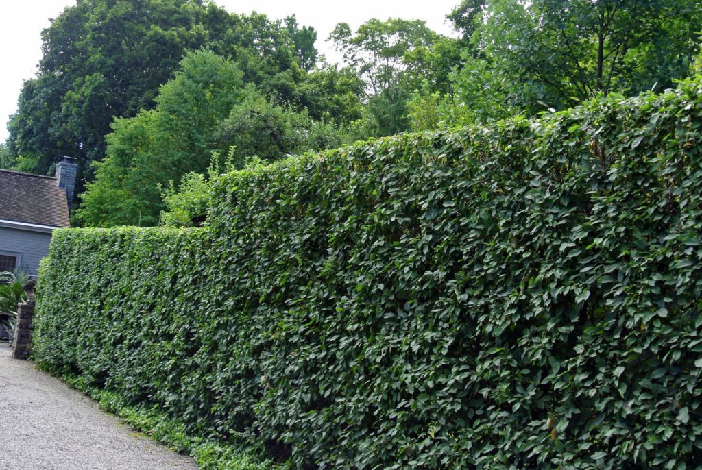 Pruning the Hornbeams at the Farm - The Martha Stewart Blog