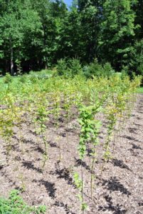 Young hornbeams need regular watering to develop, but they tolerate longer periods between waterings as they age. There is no need to fertilize hornbeams growing in good soil - this field is filled with nutrient rich "black gold".