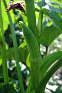 This okra, Abelmoschus esculents, is a good size and ready to be harvested.