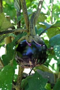 This one is also a good size. Pick eggplants when they are young and tender. Picking a little early will encourage the plant to grow more, and will help to extend the growing season.