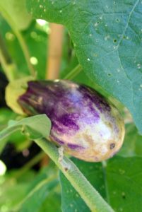 We harvested several eggplants. I prefer to pick them when they are smaller - this one is perfect. This year, we also planted a striped Italian eggplant variety.