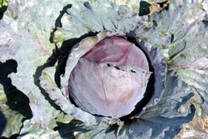 And, don't forget, cabbage can be eaten cooked and raw. Red or purple cabbage is often used raw for salads and coleslaw.