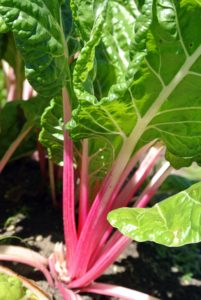 Swiss chard always stands out in the garden, with its rich red stalks. This leafy green vegetable is often used in Mediterranean cooking.