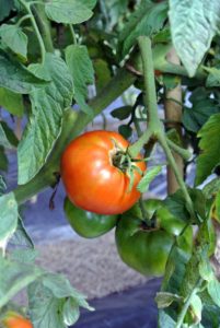 93-percent of American gardeners grow tomatoes in their yards, and according to the U.S. Department of Agriculture, most Americans eat between 22 and 24 pounds of tomatoes per person, per year - this includes tomatoes in sauces.