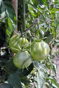 This year, we planted about 100-tomato plants, with about 20-different varieties. Most tomatoes are red, but other colors are possible, including green, yellow, orange, pink, black, brown, white and purple.