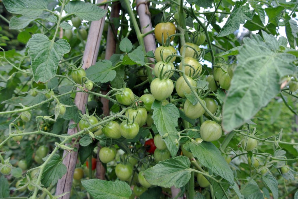 Growing Tomatoes at My Farm - The Martha Stewart Blog