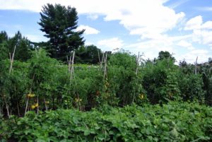 Here in the Northeast, recent weather has been very, very warm - uncomfortable for many of us, but perfect for the tomato crops.