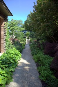 Along this path, Japanese maples, shade loving plants and lots of large Cimicifuga. It's all looking so stunning.