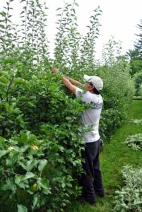 Over at the dwarf apple espalier, Chhewang is busy pruning and removing all the sucker growth. By removing the sucker growth, energy is sent into the main apple producing branches. Quite a bit was pruned off - this will help sunlight reach the lower branches more easily.