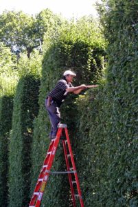 We use a traditional English style of pruning, which includes a lot of straight, clean edges. A well-manicured hedge can be stunning in any garden, but left unchecked, it could look unruly.