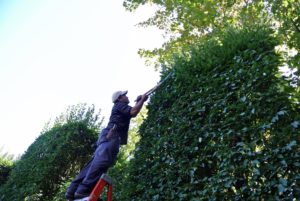 It is more time consuming this way, but it is also more exact, and that's important when sculpting formal hedges.