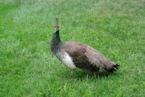 Because the peahens have been raised here at the farm, they're all accustomed to the various noises - they are very curious animals.