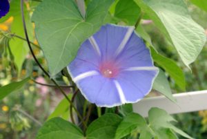 There are several tall, round arbors covered with morning glory vines, which are flourishing.