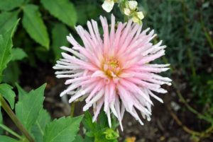 Dahlias originated as wildflowers in the high mountain regions of Mexico and Guatemala - that’s why they naturally work well and bloom happily in cooler temperatures.