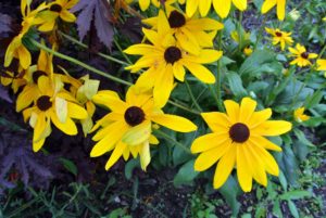 Rudbeckias are easy-to-grow perennials featuring golden, daisylike flowers with black or purple centers, and include the popular black-eyed Susan.