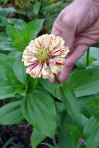 The name of the genus derives from the German botanist, Johann Gottfried Zinn. The common zinnia of gardens, Zinnia elegans, is also called youth-and-old-age.