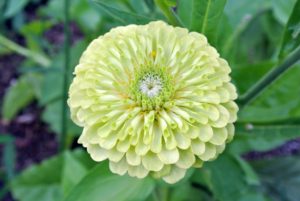 Of the approximately 20 known species of zinnia, only four are commonly grown. These species and their numerous cultivars offer flowers in every color except blue, brown and black. Some zinnias also feature multicolored blooms.