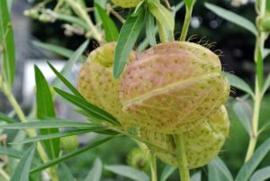 These are called 'green hairy balls', Gomphocarpus physocarpus. It’s a large plant, often more than six-feet tall. In late summer, it is covered in two-inch, golden green, hairy seedpods. The cut branches last for weeks and add an unusual touch to any bouquet.