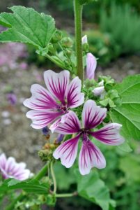 Lavatera are found growing in the wild throughout the world including Russia, Australia, Europe and the US. It is a popular plant with gardeners because of their large, showy flowers which produced for long periods in summer.