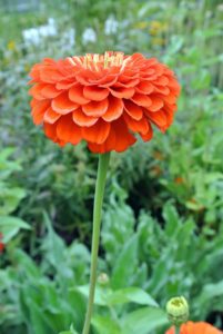 Zinnias are upright plants with heights ranging from less than 10-inches to more than 40-inches, depending on the cultivar. They have a spread of 12 to 24 inches and grow quickly in sites that receive at least six-hours of direct sunlight daily.