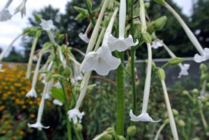 It is also called Tobacco Flower, or Flowering Tobacco - and yes, Nicotiana has high concentrations of nicotine.