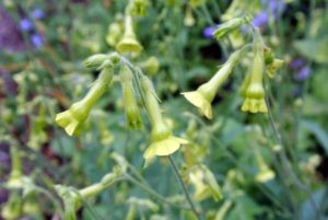 Nicotiana is a genus of herbaceous plants and shrubs of the family Solanaceae, that is indigenous to the Americas, Australia, south west Africa and the South Pacific.