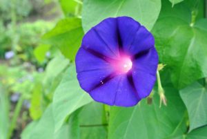 ‘Grandpa Ott’s’ is a vigorous climber that has dark blue flowers with a reddish star in the throat. Morning glory vines grow quickly - up to 15-feet in one season.