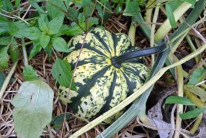 I just love the beautiful striped varieties. Squash have been grown in North America for 5000-years. They are indigenous to the western hemisphere but today are grown all over the world - except Antarctica.
