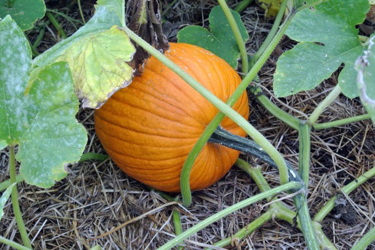 Checking-Up on the Pumpkin Patch - The Martha Stewart Blog