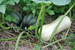 Winter squash have thick, tough shells that protect the sweet, rich tasting flesh inside. Always pick winter squash that's heavy for its size. The stem should also be intact, firm and dry. These will be so delicious when they're ready.