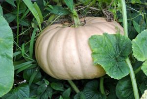 'Porcelain Doll' is a pink pumpkin with intermediate resistance to powdery mildew. Its sweet flesh can be used for pies, soups, and other gourmet treats.