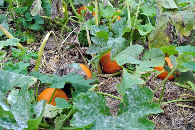 Checking-Up on the Pumpkin Patch - The Martha Stewart Blog