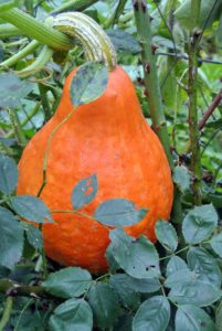 A famous French heirloom variety, the name of Squash 'Potimarron' comes from potiron meaning "pumpkin" and marron meaning "chestnut". Squash 'Potimarron' is one of the very best for baking and roasting.