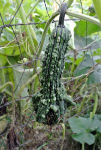 Many of our gourds are even growing outside the fence, suspended from their long vines which have creeped through the wire. It will be a wonderful harvest this season!