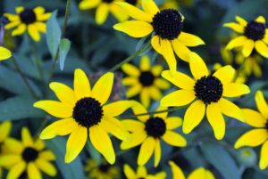 These flowers are relatively drought-tolerant and disease-resistant and depending on the variety,  can grow two to six feet tall.