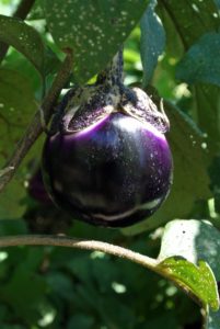 The ‘Barbarella’ eggplant is a globe shaped variety. When ripe, it forms a tender white halo under its purple calyx. The inner flesh is dense and a creamy white color, and has a mild nutty flavor.