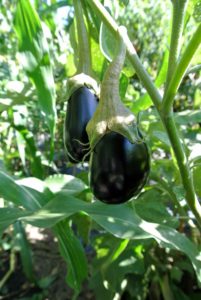 We also harvested another bounty of eggplants. ‘Nadia’ is the more traditional, dark colored Italian eggplant - firm and flavorful.
