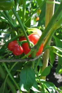 Cupid peppers are blocky to slightly pointed, and are sweet when red. Large, well-branched plants protect the fruits from sun scald.