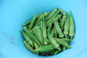 i prefer to harvest okra  when they are still small, about three-inches long. Some harvest pods when they are six to eight inches long, when they have more of a woody taste.