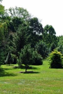 The tour loved seeing all the different specimens in my pinetum. I started planting the pinetum about 10-years ago. The pinetum is tucked between my equipment shed and my weeping willow grove.