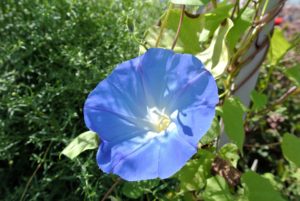 Morning glories, Ipomoea purpurea, come in a variety of colors. The flowers bloom from early summer to the first frost. Their big, fragrant flowers attract butterflies and hummingbirds. ‘Heavenly Blue’ is the classic morning glory with the rich azure flower and white throat.