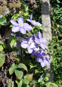 Across the way is my winding clematis pergola. Most species are known as clematis, but it has also been called traveller's joy, virgin's bower, old man's beard, leather flower, or vase vine.