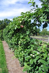 Across the carriage road, I also have six Gravenstein apple espalier trees, Malus 'Gravenstein'. This antique variety is well known for cooking, sauce, cider and eating out of hand. The fruit is large, with crisp white flesh and a distinct, juicy flavor.