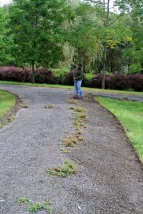 Once a section of old grass has been pulled from the edge of the road, Pete rakes up the clippings for the compost pile.