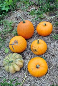 The name pumpkin comes from the Greek word 'pepon' which means large melon. The pumpkin is a cucurbit, a member of the Curcurbitaceae family, which also includes squash, cucumbers, watermelon and cantaloupes. There are so many different varieties.