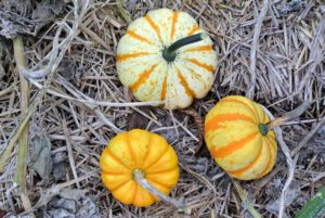 'Hooligan' pumpkins weigh less than a pound each and are deeply ribbed with long, dark green handles.  They have an excellent sweet pumpkin flavor which is slightly nutty.