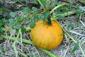 This is 'Sunlight'- an eye-catching four to six pound yellowish pumpkin.