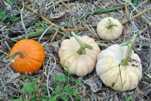 These white pumpkins are called 'Valenciano'. They are slightly ribbed, with a smooth white skin, and thick, orange flesh suitable for pies.