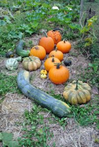 We have such a wonderful variety, including traditional orange pumpkins for Halloween. The long green one is called 'Naples Long'. The skin is a deep green, and the flesh is bright orange. This variety can weigh up to 50-pounds. Its flavor is rich and very sweet.